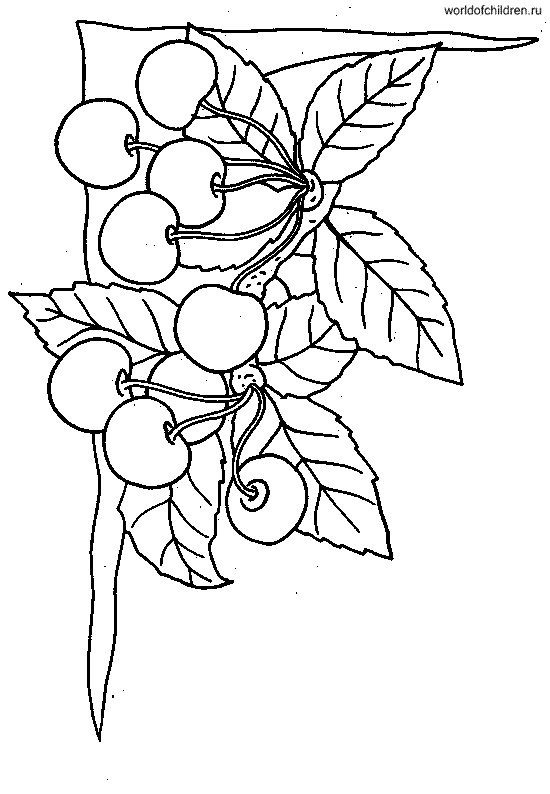 Раскраска вишня