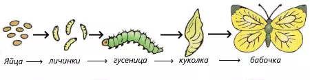 детям о весне - превращение куколки в бабочку