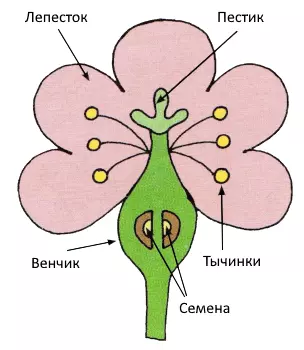 детям о цветах строение цветка