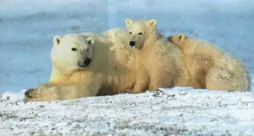 Взаимоотношения животных. Животные нападают