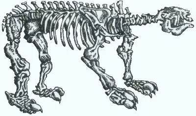 Загадки природы. Мегатерий