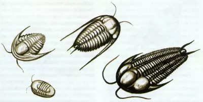 Загадки прошлого Земли. Трилобиты
